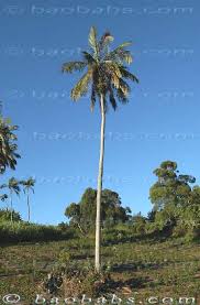 Image result for Acanthophoenix rubra