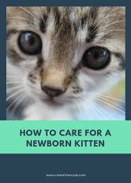 How To Care For A Newborn Kitten Newborn Kittens Kitten Care Cat Care