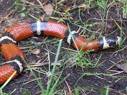 Sinaloan Milk Snake For Sale Milk Snake Snakes For Sale Pet Snake