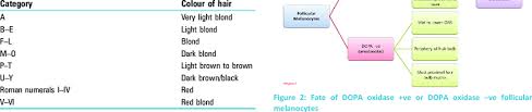 The Fischer Saller Scale To Determine The Shades Of Hair