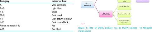 The Fischer Saller Scale To Determine The Shades Of Hair