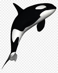 Cartoon Orca Killer Whales Orca Png Transparent Png 1024x1200 503221 Pngfind 860 x 1058 png 78 кб. cartoon orca killer whales orca png