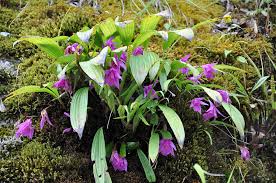 Image result for Disa saxicola