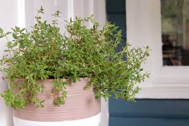 When to harvest lemon thyme. How To Grow Thyme Indoors