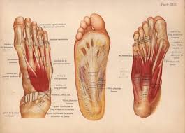 The word ankle refers to the angle between the leg and the foot. 1905 Foot Muscles Tendons Ligaments Print By Paperthesaurus