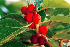 A banyan tree, native to india and part of the mulberry family, is an enormous tree with many uses and a vast history. 32 Banyan Tree Ideas Banyan Tree Tree Plants