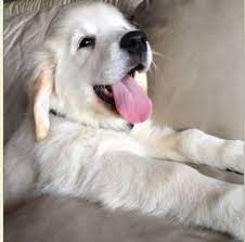 beyaz golden retriever yavru golden retriever puppy retriever puppy white golden retriever puppy