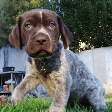 The whiskery german wirehaired pointer is an enthusiastic, sweet companion who does best with rigorous activity. Britney German Shorthaired Pointer Puppy 635986 Puppyspot