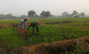 Cara pemupukan dengan disebar lalu di timbun dengan tanah, kemudian di lakukan pengairan. Babinsa Koramil Dlanggu Dampingi Petani Pemupukan Tanaman Jagung Inilahmojokerto Com