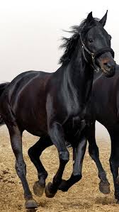 Black White And Brown Horses Beautiful Iphone 5 Wallpapers Hd Retina Ready Stunning Wallpapers Black Horses Horses Beautiful Horses