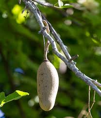 Discover tasty and easy recipes for breakfast, lunch, dinner, desserts, snacks, appetizers, healthy alternatives and more. Sausage Tree San Diego Zoo Animals Plants