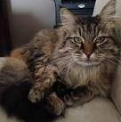 The Personality of a Tabby Cat is Quite Unique in All ...