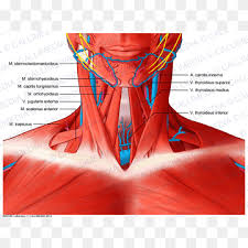 Scalene Muscles Muscular System Neck Anatomy Muscular System Anatomical Chart Orange Fictional Character Anatomy Png Pngwing