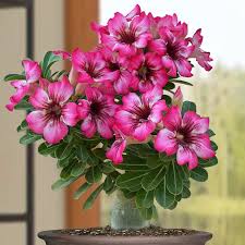 Image result for Adenium