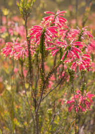 Image result for Psiadia punctulata