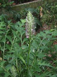 Image result for Acanthus mayaccanus