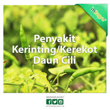We did not find results for: Baja Milagro Semangat Tanam Pokok Cili Tapi Kenapa Daun Facebook