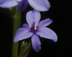 Image result for Aristea ecklonii