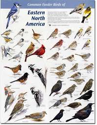 Birds Of Prey Western North Carolina See More Here Https Www Sunfrog Com Pets Crazy Bird Lady 4 9471 Charcoal 48011235 Hoodie Html 53507 North Identifying Birds Bird Identification Winter Bird