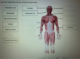 In other positions, other actions may be performed. Anterior Muscles Of The Body Labeled Human Body Muscular Diagram Human Body Anatomy However The External Eye Muscles Actually