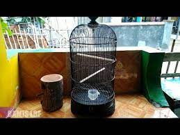 Pakan yang tepat untuk lovebird. Ternak Lovebird Sangkar Bulat Cara Memasang Glodok Part 1 Bamis Lovebird Farm Youtube