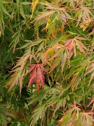 Acer palmatum, commonly known as japanese maple, palmate maple, or smooth japanese maple (japanese: Find Plants Page 9 Wholesale Nursery Supplies Plant Growers In Oregon Nursery Guide