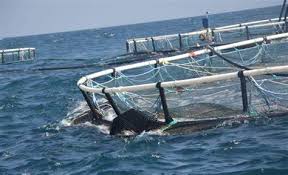 Proyek Kja Rugikan Negara Kpk Harus Tegas Tokohkita Co