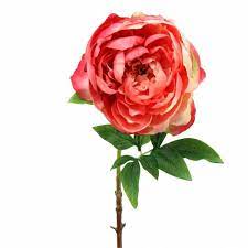 Wenn sie pfingstrosen im garten pflanzen, werden sie mit den großen blüten jeden besucher und nachbaren begeistern. Pfingstrose Pink 59cm 85662 Einkaufen In Der Schweiz