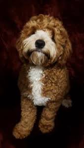 A cockapoo is a cross between a cocker spaniel and a poodle. Cockapoos Breeders Registry American Cockapoo Club