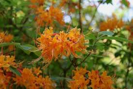Click here to order flowers for any occasion! 11 Beautiful Alabama Gardens To Visit This Spring Al Com