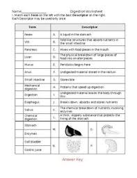 Oral cavity also known as the buccal cavity, this worksheet enzymes and digestion. This Worksheet Has The Student Matching Key Concepts Of The Digestive System With Eit Digestive System Worksheet Human Digestive System Body Systems Worksheets