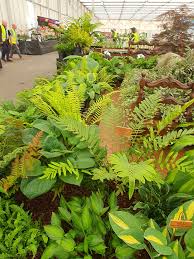 Image result for Blechnum tabulare