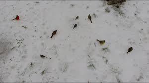 Image result for images birds on the snow