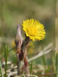 It has had uses in traditional medicine, but the discovery of toxic pyrrolizidine alkaloids in the plant has resulted in. Coltsfoot Encyclopedia Of Life