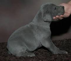 Browse thru our id verified puppy for sale listings to find your perfect puppy in your area. Great Dane Puppies For Sale El Paso Ad Free Ads 80 000 Local Ads