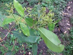 Image result for Olea capensis
