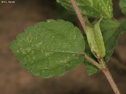 Image result for Corchorus schimperi