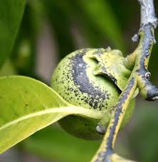 Image result for Diospyros squarrosa