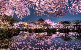 Maybe you would like to learn more about one of these? Cherry Blossom Evening Japanese Temple Spring Pond Cherry Blossom Japanese Temple 1920x1200 Download Hd Wallpaper Wallpapertip