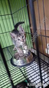 Makanan kucing berkualitas harus dikenali jenisnya terlebih dahulu. Anak Kucing Dsh 4 Bulan Diberi Percuma Zul Azizi Boarding Pets
