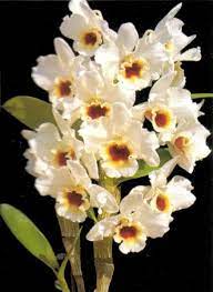 Dendrobium Nobile Seigyoku Queen Dendrobium Nobile Orchids Flowers