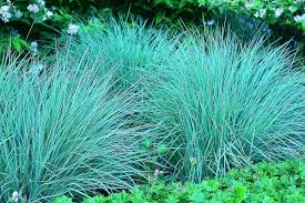 Image result for Schizachyrium