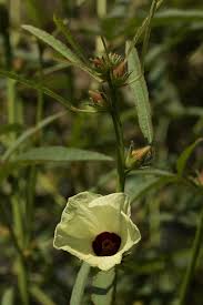 Image result for Hibiscus nigricaulis