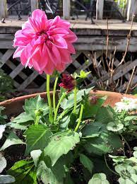 Maybe you would like to learn more about one of these? 3 Steps To Planting Flowers In Pots Pinecone Cottage Retreat