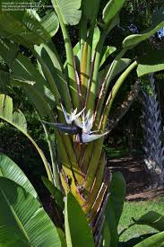 Giant Bird Of Paradise Palm Pin On Cold Hardy Plants Tropicals