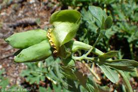 Image result for Paropsia braunii