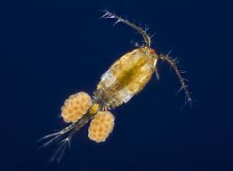 The Major Copepod Groups | Copepods | The Algae Lab