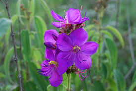 Image result for Dissotis falcipila