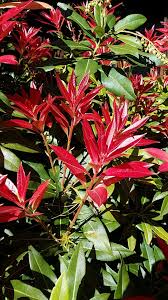 Image result for Pieris formosa