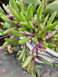 Image result for Senecio subsessilis